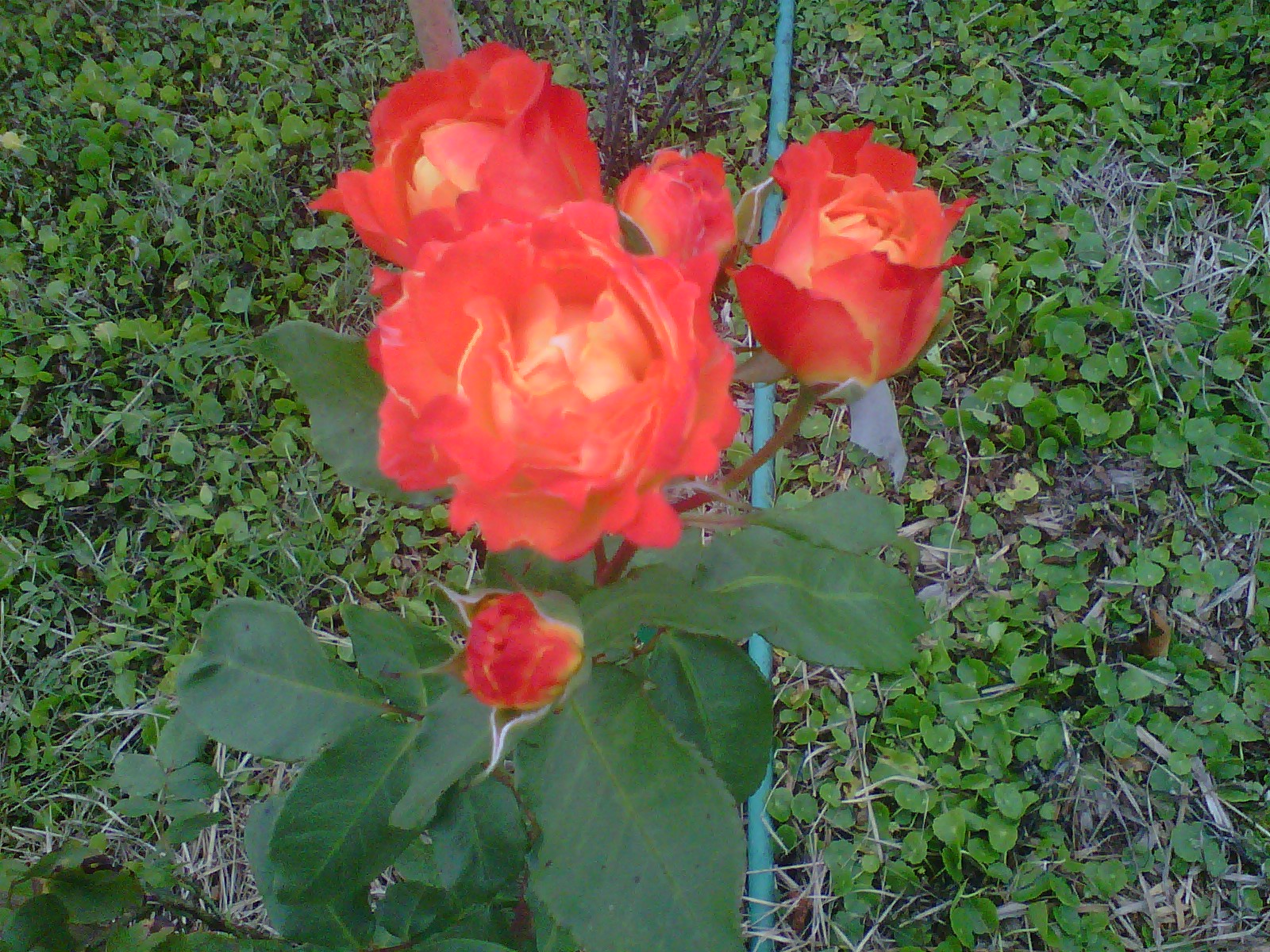 Ramona cell phone 389