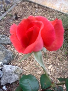 Ramona's cell phone download 930