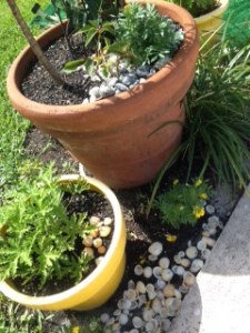 herb hints part one june 3 2013