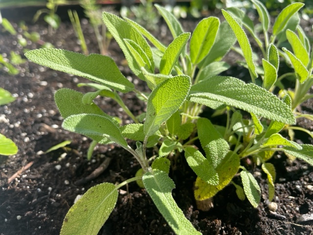 Sage started from seed...
